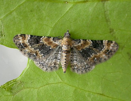 Foxglove Pug Eupithecia pulchellata