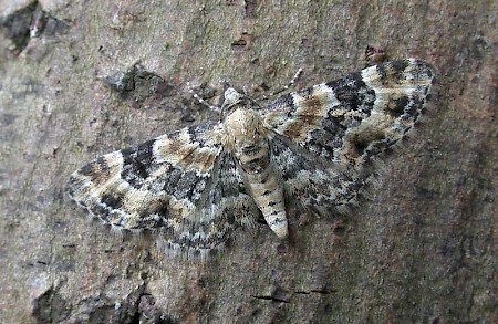 Foxglove Pug Eupithecia pulchellata