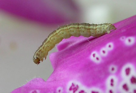 Foxglove Pug Eupithecia pulchellata