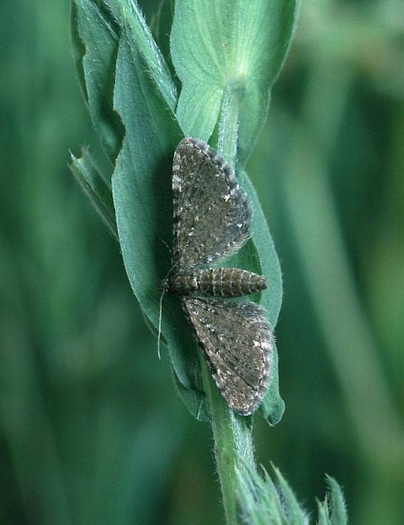 Marsh Pug Eupithecia pygmaeata