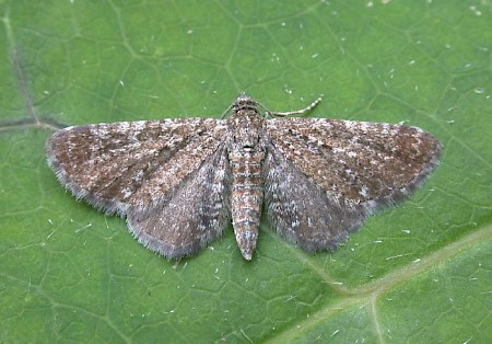 Marsh Pug Eupithecia pygmaeata