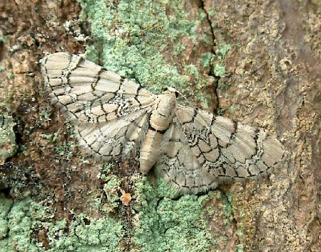 Netted Pug Eupithecia venosata