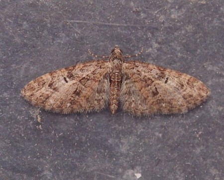 Brindled Pug Eupithecia abbreviata