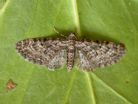 Oak-tree Pug Eupithecia dodoneata