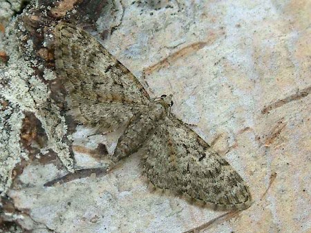 Oak-tree Pug Eupithecia dodoneata