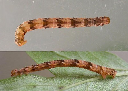 Oak-tree Pug Eupithecia dodoneata
