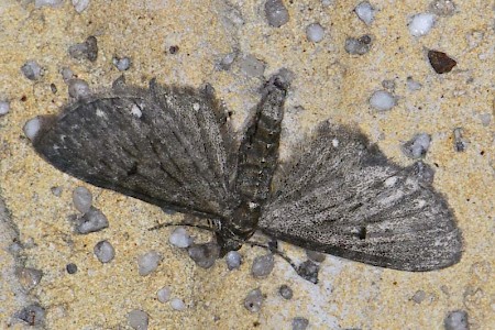 White-spotted Pug Eupithecia tripunctaria