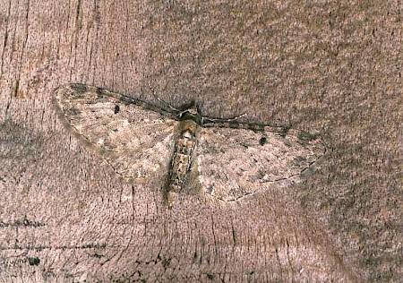 Golden-rod Pug Eupithecia virgaureata