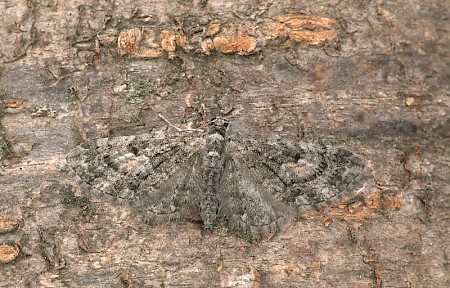 Larch Pug Eupithecia lariciata