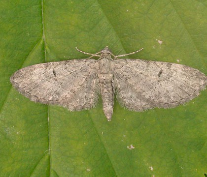 Adult • Sulehay Old Forest, Northants • © Andy Mackay