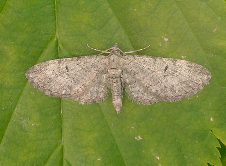 Pauper Pug Eupithecia egenaria