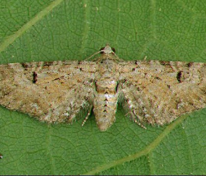 Adult • Dorset • © Paul Harris