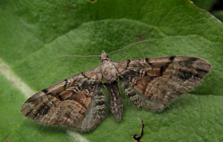 Goosefoot Pug Eupithecia sinuosaria