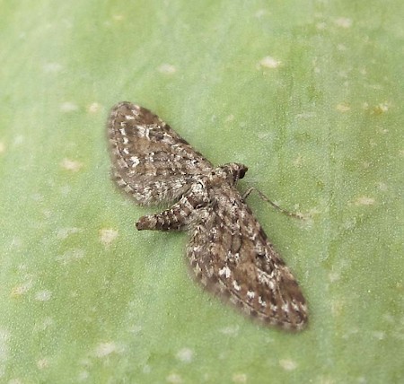 Narrow-winged Pug Eupithecia nanata