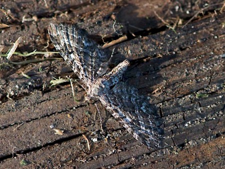 Narrow-winged Pug Eupithecia nanata