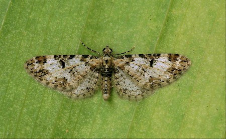 Marbled Pug Eupithecia irriguata