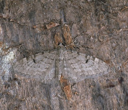 Adult • Dorset • © Paul Harris