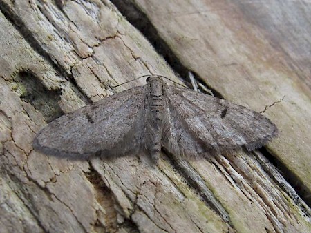 Ochreous Pug Eupithecia indigata