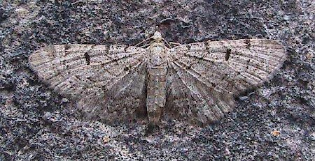 Thyme Pug Eupithecia distinctaria