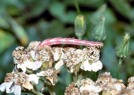 Lime-speck Pug Eupithecia centaureata