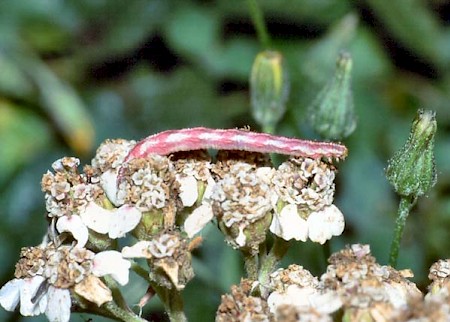 Lime-speck Pug Eupithecia centaureata