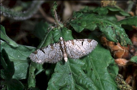 Pinion-spotted Pug Eupithecia insigniata