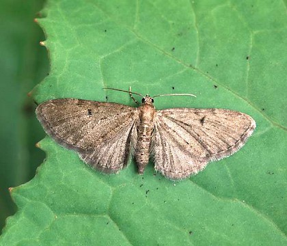 Adult • Female, Norfolk • © Roy Leverton