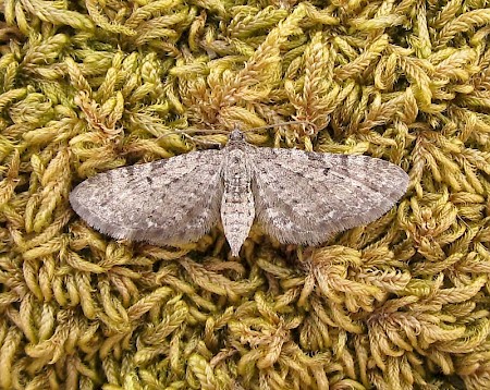 Satyr Pug Eupithecia satyrata