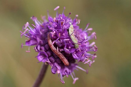 Satyr Pug Eupithecia satyrata