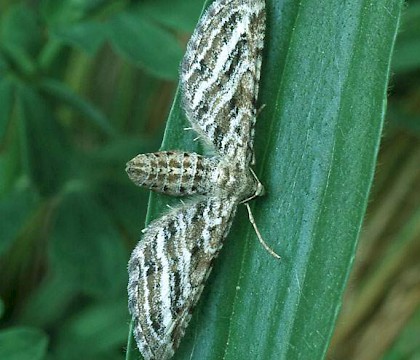 Adult • Lincolnshire • © Roy Leverton