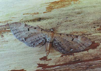 Wormwood Pug Eupithecia absinthiata