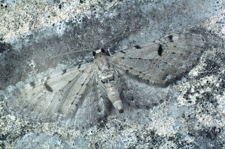 Bleached Pug Eupithecia expallidata