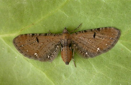 Currant Pug Eupithecia assimilata