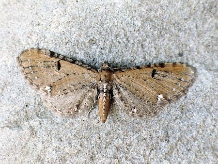 Currant Pug Eupithecia assimilata