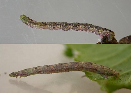 Currant Pug Eupithecia assimilata