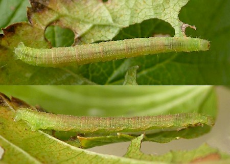 Currant Pug Eupithecia assimilata