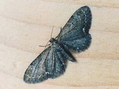 Common Pug Eupithecia vulgata