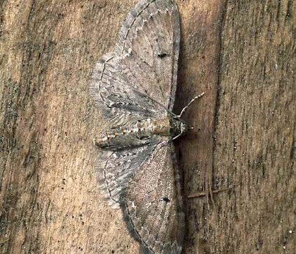 Adult • Chawton, Hants • © Roy Leverton