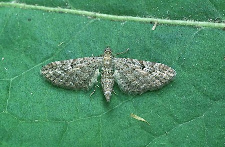 Yarrow Pug Eupithecia millefoliata