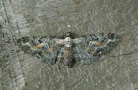 Tawny Speckled Pug Eupithecia icterata