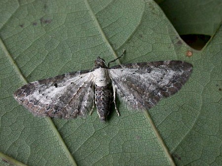 Bordered Pug Eupithecia succenturiata