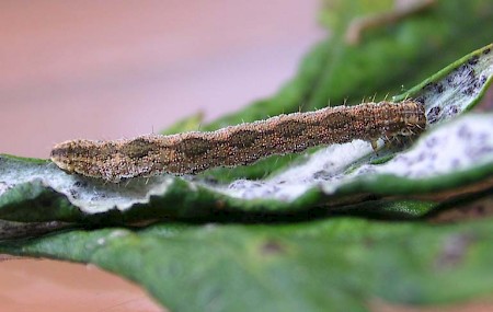 Bordered Pug Eupithecia succenturiata