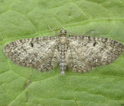 Adult • CairnCummer, Aberdeenshire • © Chris Harlow