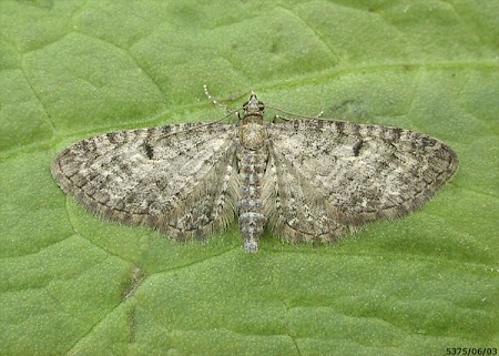 Grey Pug Eupithecia subfuscata