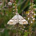 Adult • Meathop Moss, Cumbria • © Brian Hancock