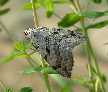 Adult • Hemingford Grey, Hunts. • © Nick Greatorex-Davies