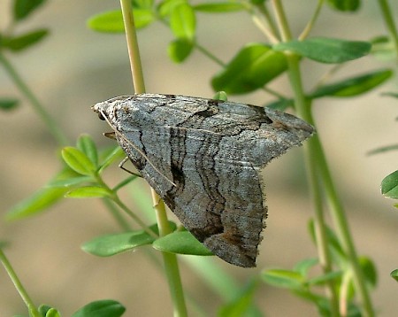 Treble-bar Aplocera plagiata