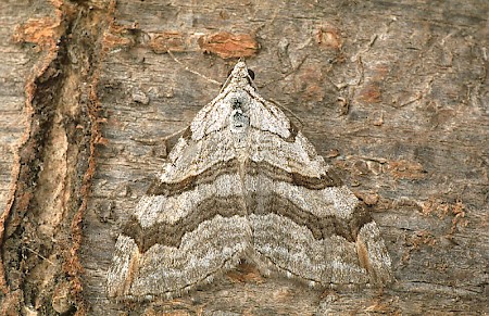 Lesser Treble-bar Aplocera efformata