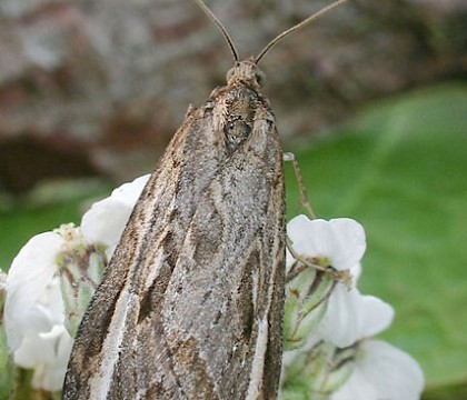 Adult • CairnCummer, Aberdeenshire • © Chris Harlow