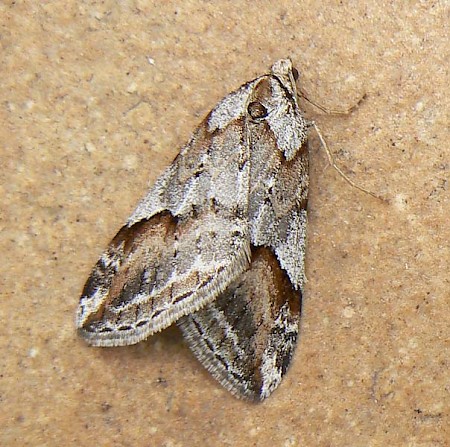 Broom-tip Chesias rufata